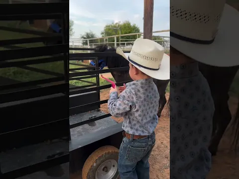 little boy caresses and feeds a horse