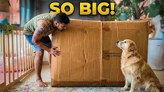 I Bought My Dog A Mystery Box... This Happened!