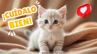 ¿Cómo cuidar un GATITO BEBÉ? ¡Te lo explicamos paso a paso!
