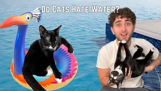 I Tested EVERY Cat Myth...