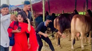 কোরবানির হাটে আসলাম দেখলাম বিশাল বড় বড় গরু