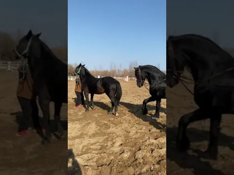 Best Wild Horses Mare Compilation of some Wild Horse Fights Video 303