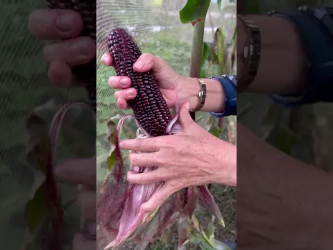 Amazing color of corn - Beautiful and very fresh purple corn #satisfying