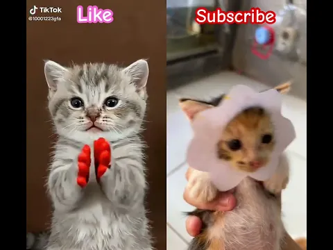 #cat #cute #funny