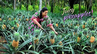 Golden Pineapples from my brother's pineapple field, time to make tasty Delicacies!| Traditional Me