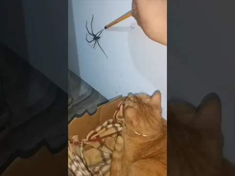 The Spider vs The Cat #TheManniiShow.com/series