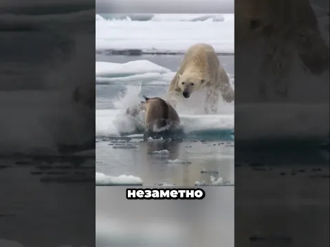 Топ-5 охот и нападений хищников, снятых на камеру 😱