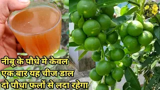 नींबू के पौधे में केवल एक गिलास यह चीज डाल दो पौधा फलों से लदा रहेगा || Organic Fertiliser for Lemon