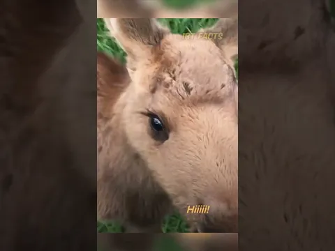 A man rescues, a baby moose from a bear🐻 || #Shorts #bear #moose