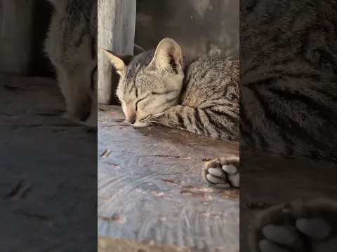 cute cat. cute kittens #shortvideo #sorts,Ep137