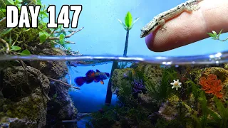 I Built a Tiny Beach, and let it evolve for 1 year