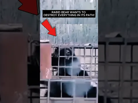 🦠The Most Deadly Virus In The World: The RABIES!🐾 #shorts #rabies #animals