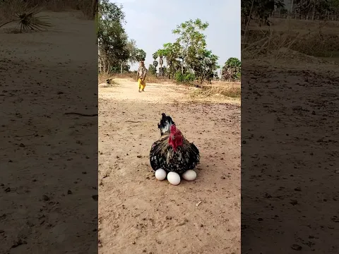 lovely Animals Are Famous, Best SokYaa Video #shorts