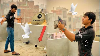 Yeah Kabootar Pakad Liya😱 Lagta Padosi Kahe 🕊️pyare pigeon kabutar￼012