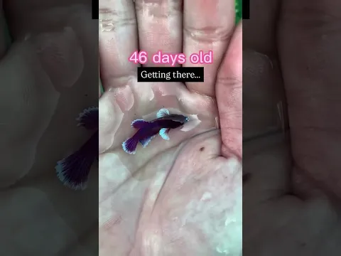 From Tiny Fish to Big Beauty in 128 Days ❤️
