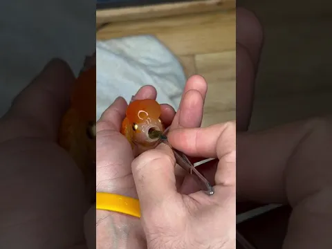 Clarence was Choking, but I Saved Him