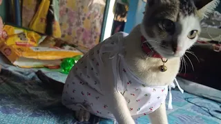 Cat naat video