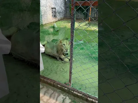 Episode 912: Pet lion babu shifting farm cage ❤️🦁😩