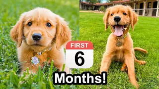 The First 6 Months of My Puppy's Life! 🐶