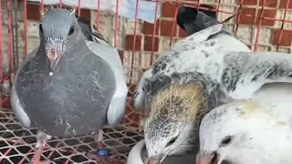 Top 15 Pigeon Breeds for Breeding in 2025#pigeon #kabootar #kabutar #shorts #shortsfeed #short