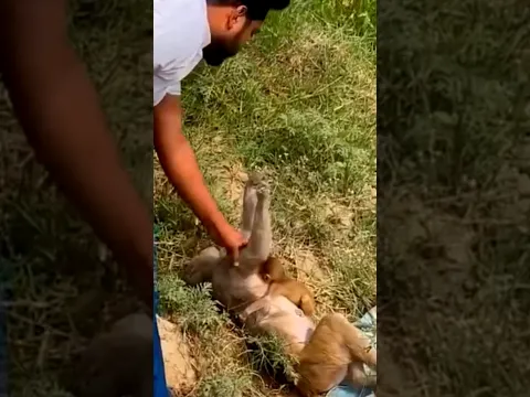 🐒মা বানরের শেষকৃত্য💐Mother Monkey's Funeral | #monkey #viralvideo