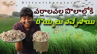 వర్షాలకు మా పొలాల్లోకి రొయ్యలు వచ్చేసాయి🤩🤩#giftsofthenature #village #prawns #fishhunting #korramenu