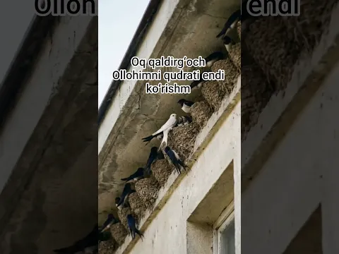 Ollohimni qudrati oq qaldirgʻoch birnchi koʻrishm