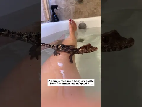 crocodile adopted  #wildliferescue #wildlife  #cute#rescue  #animalfriendshipgoals#crocodile