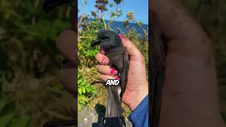 5 Birds That Have The Strongest Sense Of Smell! 😲