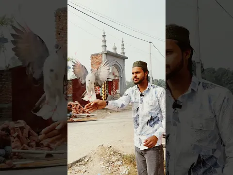 🕊️😍 कहना मानने वाला कबूतर 😍#kabutar #dosti #shorts ❤️#songlove #kabutarlove #training #video