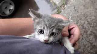 kitten was found in rainy weather