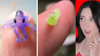ANIMALES MINIATURA QUE NO CREERAS QUE EXISTEN | Mariale
