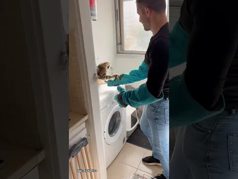Show me another cat that high fives her vet ……#crazycatfunny #cat #crazycatvideos #funnycats