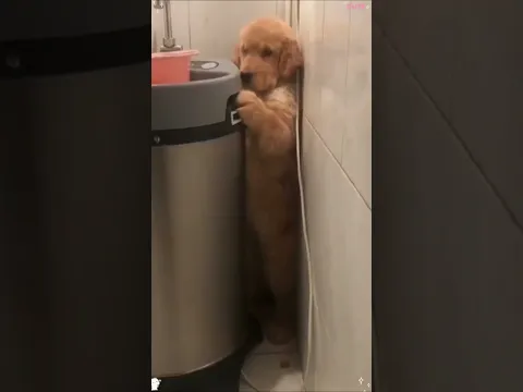 dogs hate talking baths 🛁🤣 #petlife #funny #animal