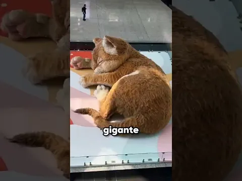 Este Gato Gigante Protege Todo Un Centro Comercial 😮