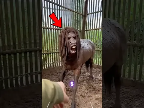 Las 5 RAZAS DE CABALLOS más PELIGROSAS del PLANETA😱