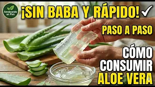 Aprende a Extraer el Gel de Aloe vera o Sábila en casa