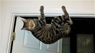 BEST Funny cat videos😆 Funny animal videos - Funny animals for Jule 2022