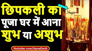 घर के मंदिर में दिखाई दे छिपकली तो होने वाला है कुछ ऐसा | छिपकली से जुड़े कुछ शगुन - अपशगुन