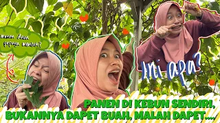 PINAT VLOG🧚🏻‍♀️#4: BERKEBUN DI LOTENG RUMAH?🧐🥬🍅