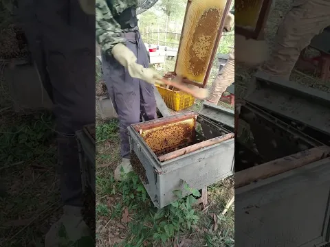 #bee #honeybeesting #honey #workerbee #beekeeper #beefeater #shorts #viral