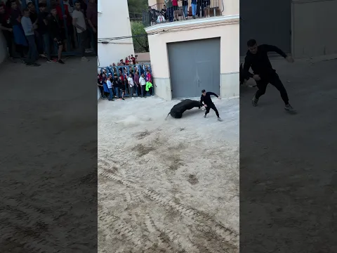 Toro cerril de la Jotera en la Foia (¡Que cerca estuvo!) #toros #alcora #foia #lafoia #toro