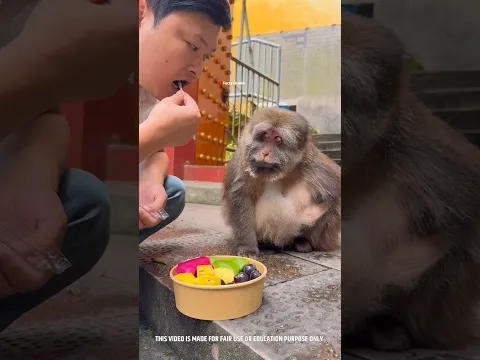 The Poor Monkey 🐒 Part-2