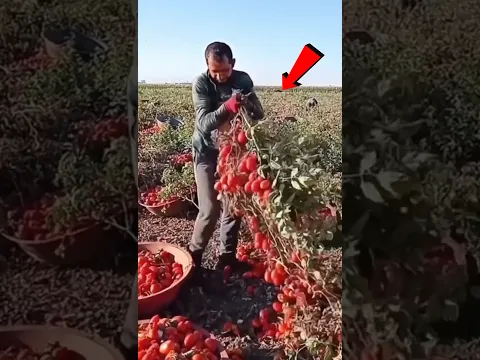 टमाटर की खेती 🤯 टमाटर की खेती कैसे होती है? 🤯 #shorts #youtubeshorts #shortsvideo #minivlog #tomato
