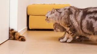 낯선 고양이가 집에 나타난다면?! 😺고양이 몰래카메라📹