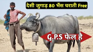 80 भैंस को सम्हालने वाला देसी जुगाड़||जिसके सामने आधुनिक तकनीक फेल||Buffalo's Farming