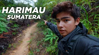 CARI HARIMAU di SUMATRA!