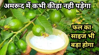अमरूद के पौधे में यह चीज डाल दें ,फलों में कीड़े नही पड़ेगें