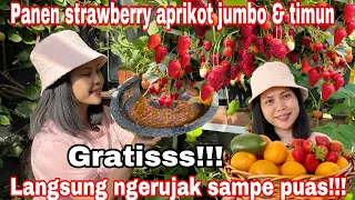 PANEN STRAWBERRY APRIKOT JUMBO DAN TIMUN GRATISSS || LANGSUNG NGERUJAK SAMPE PUASSS!!!