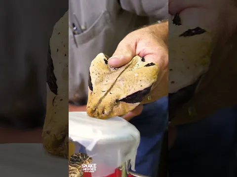One Bite Contains Enough Venom to Kill How Many People? 😬 #shorts #snake #wildlife